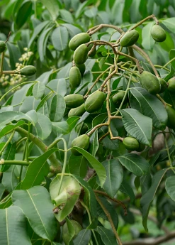 Sow Exotic June Plum (Spondias Dulcis) Tropical Fruit & Spice Trees