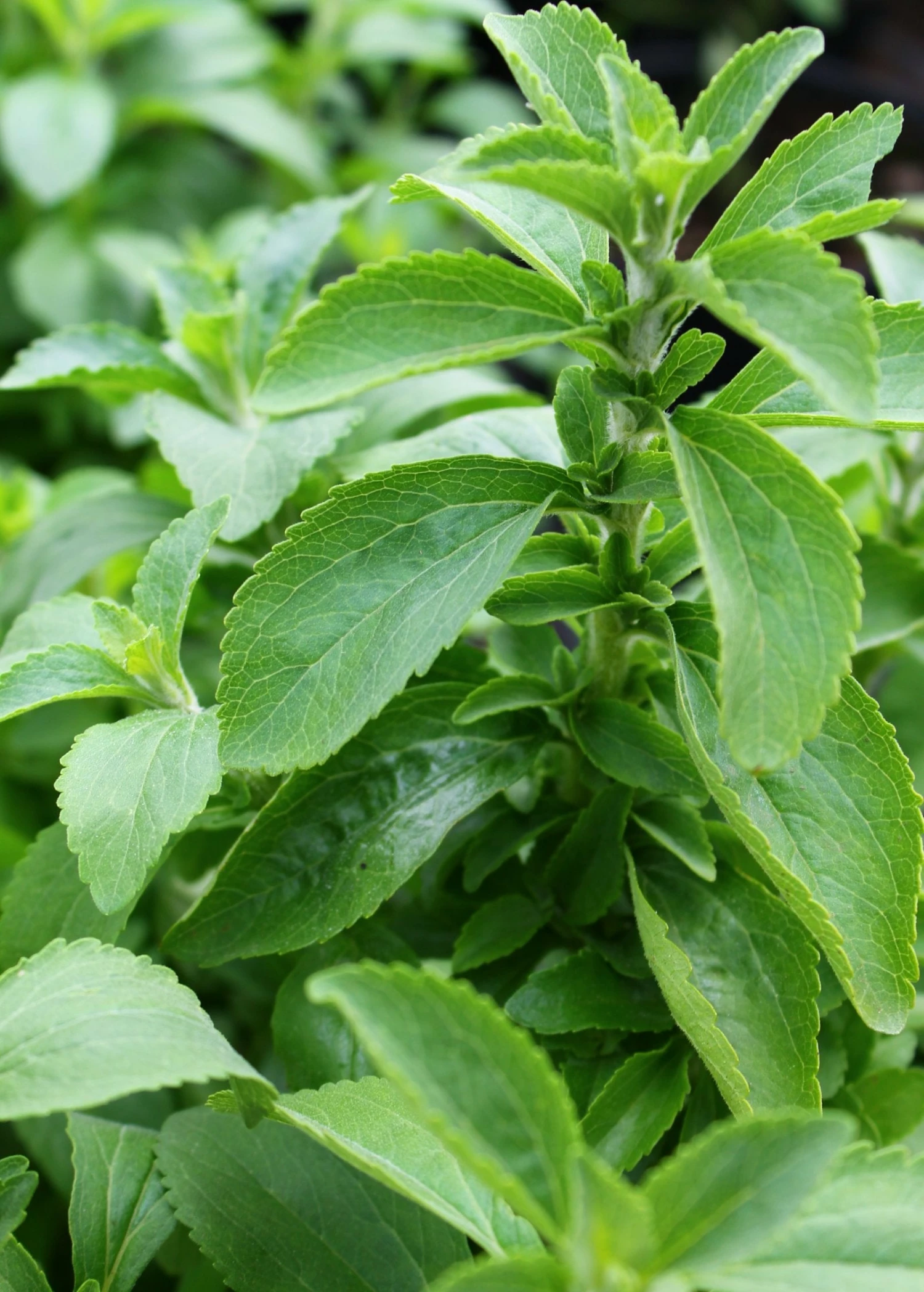 Sow Exotic Stevia (Stevia Rebaudiana) Medicinal & Culinary Herbs 1 Sow Exotic Stevia (Stevia Rebaudiana) Medicinal & Culinary Herbs