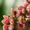 Sow Exotic Rare Fruiting Plants Sumac, Florida Native (Rhus Copallinum)