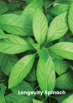 Sow Exotic Summer Spin-Off: Tropical Greens Bundle