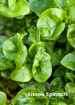 Sow Exotic Summer Spin-Off: Tropical Greens Bundle