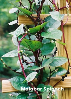 Sow Exotic Summer Spin-Off: Tropical Greens Bundle