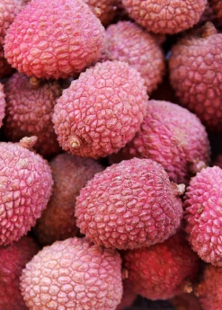 Sow Exotic Tropical Fruit & Spice Trees Lychee 'Sweetheart' (Litchi Chinensis)