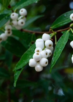 Sow Exotic Tropical Fruit & Spice Trees Samet, Phak Mek (Syzygium Gratum)