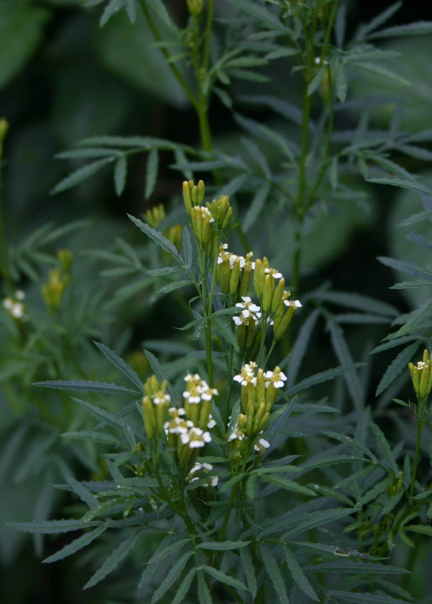 Sow Exotic Huacatay (Tagetes Minuta) Medicinal & Culinary Herbs 1 Sow Exotic Huacatay (Tagetes Minuta) Medicinal & Culinary Herbs