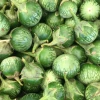 Sow Exotic Rare Fruiting Plants Thai Eggplant (Solanum Melongena)
