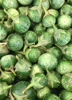 Sow Exotic Rare Fruiting Plants Thai Eggplant (Solanum Melongena)