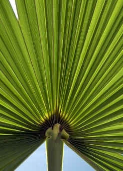 Sow Exotic Windmill Palm (Trachycarpus Fortunei)