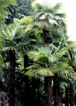Sow Exotic Windmill Palm (Trachycarpus Fortunei)