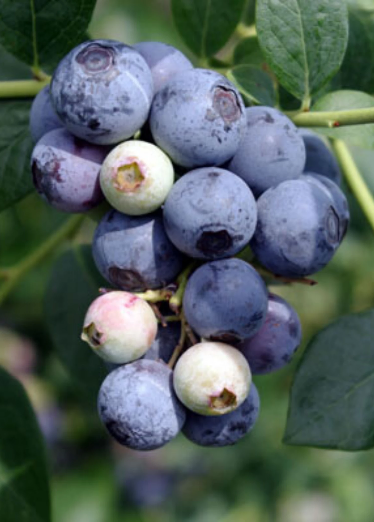 Sow Exotic Blueberry 'Sweetcrisp' (Vaccinium Corymbosum) Rare Fruiting Plants 1 Sow Exotic Blueberry 'Sweetcrisp' (Vaccinium Corymbosum) Rare Fruiting Plants