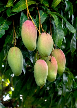 Sow Exotic Mango 'Valencia Pride' (Mangifera Indica)