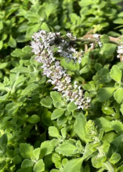Sow Exotic Vicks Plant (Plectranthus Tomentosa)