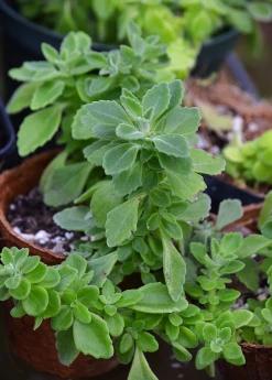 Sow Exotic Vicks Plant (Plectranthus Tomentosa)