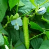Sow Exotic Winged Bean (Psophocarpus Tetragonolobus) Rare Fruiting Plants