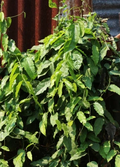 Sow Exotic Yanang, Grass Jelly Vine (Tiliacora Triandra) Medicinal & Culinary Herbs