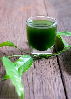 Sow Exotic Yanang, Grass Jelly Vine (Tiliacora Triandra) Medicinal & Culinary Herbs 9 Sow Exotic Yanang, Grass Jelly Vine (Tiliacora Triandra) Medicinal & Culinary Herbs