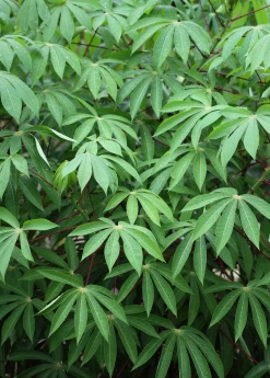 Sow Exotic Yuca Root (Manihot Esculenta) Rare Fruiting Plants