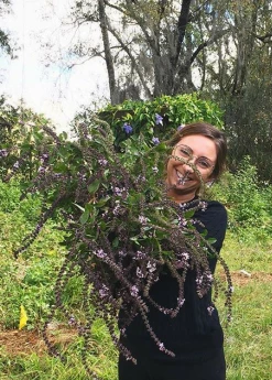 Sow Exotic Medicinal & Culinary Herbs African Blue Basil (Ocimum Kilimandscharicum × Basilicum 'Dark Opal')