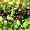 Sow Exotic Rare Fruiting Plants Muscadine Grape 'Alachua' (Vitis Rotundifolia)