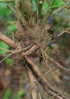 Sow Exotic New Arrivals Ashwagandha Root