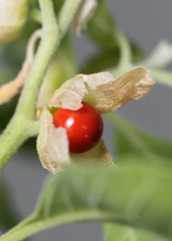 Sow Exotic Ashwagandha (Withania Somnifera) Medicinal & Culinary Herbs