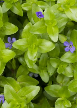 Sow Exotic Medicinal & Culinary Herbs Brahmi (Bacopa Monnieri)