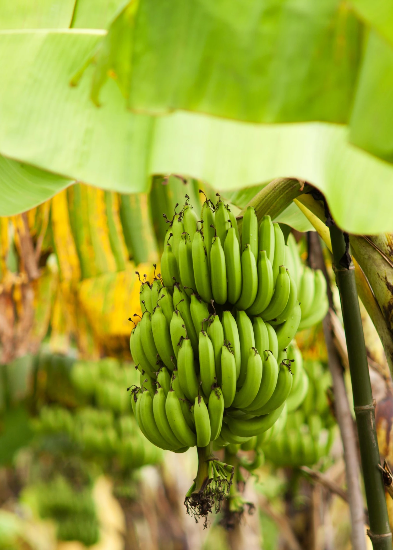 Sow Exotic Banana 'Grand Nain' (Musa) 3 Sow Exotic Banana 'Grand Nain' (Musa)