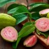 Sow Exotic Guava 'Barbie Pink' (Psidium Guajava) Tropical Fruit & Spice Trees