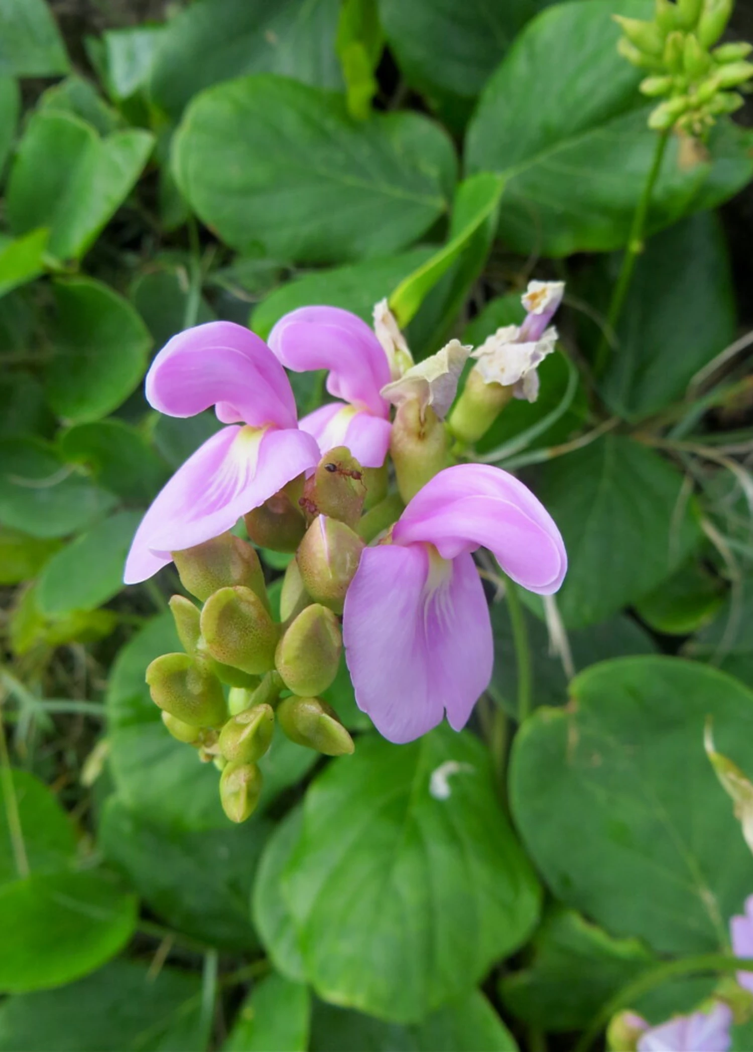 Sow Exotic Beach Bean (Canavalia Rosea) Rare Fruiting Plants 1 Sow Exotic Beach Bean (Canavalia Rosea) Rare Fruiting Plants