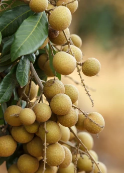 Sow Exotic Longan, 'Biew Kiew' (Dimocarpus Longan) Tropical Fruit & Spice Trees