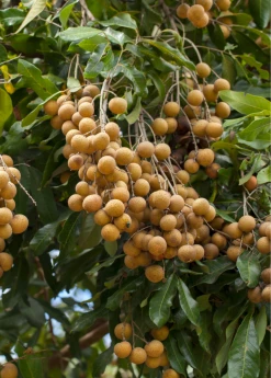 Sow Exotic Longan, 'Biew Kiew' (Dimocarpus Longan) Tropical Fruit & Spice Trees