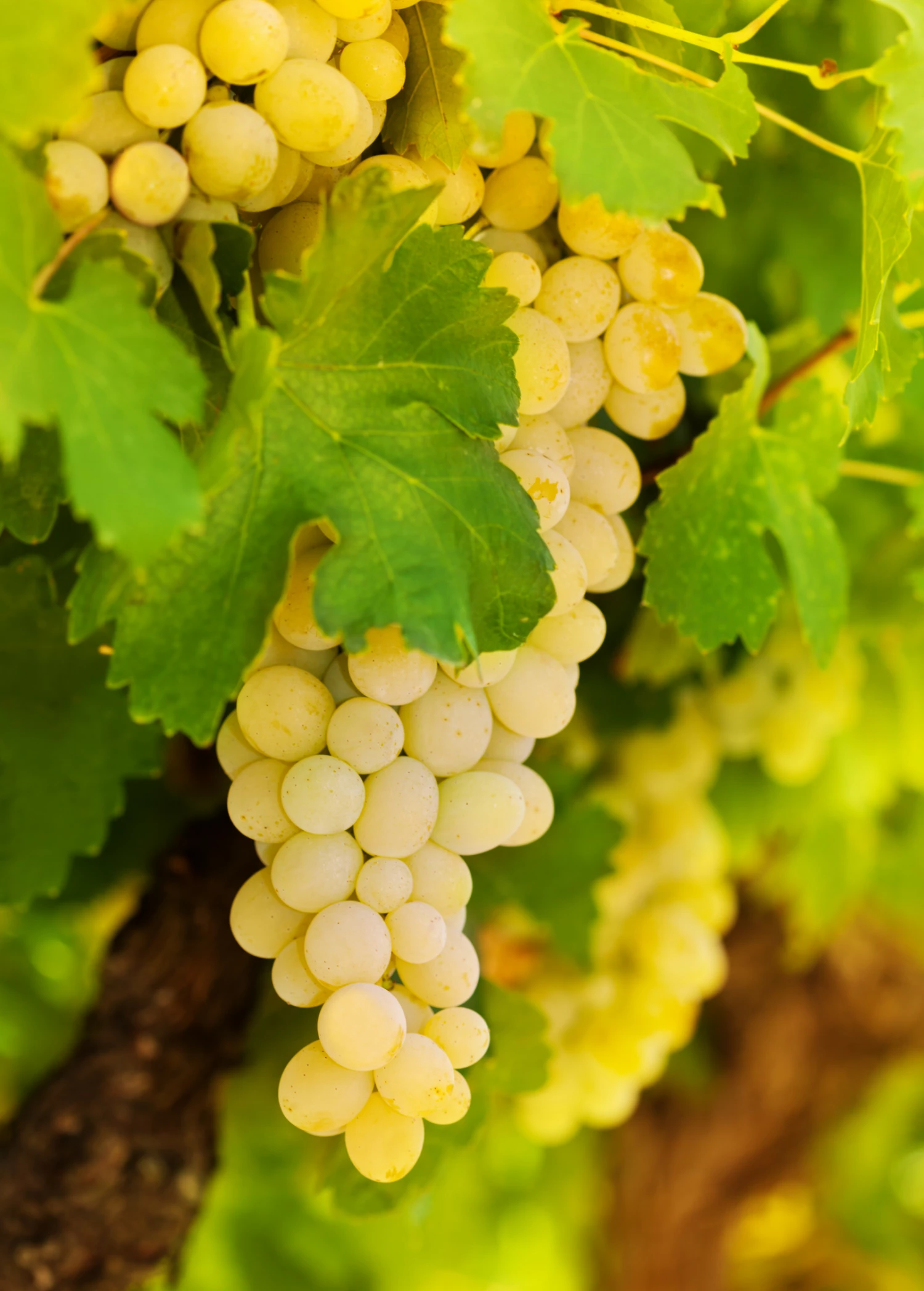 Sow Exotic Rare Fruiting Plants Grape 'Blanc Du Bois' (Vitis Vinifera) 1 Sow Exotic Rare Fruiting Plants Grape 'Blanc Du Bois' (Vitis Vinifera)
