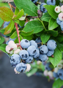 Sow Exotic Blueberry 'Sunshine Blue' (Vaccinium Corymbosum)