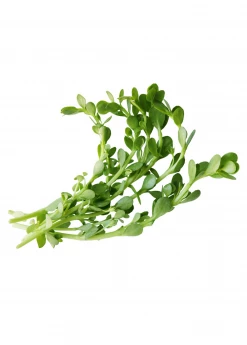 Sow Exotic Medicinal & Culinary Herbs Brahmi (Bacopa Monnieri)