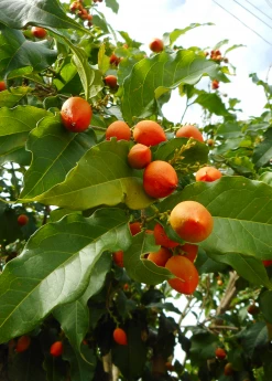Sow Exotic Tropical Fruit & Spice Trees Peanut Butter Fruit (Bunchosia Argentea)
