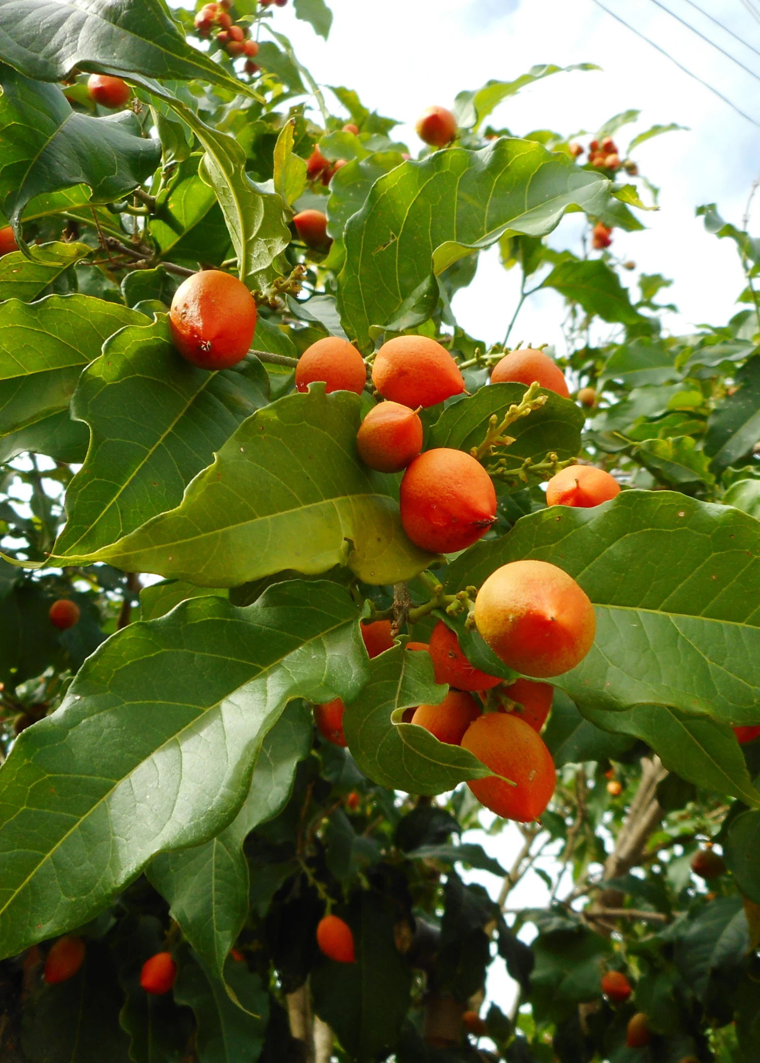 Sow Exotic Tropical Fruit & Spice Trees Peanut Butter Fruit (Bunchosia Argentea) 2 Sow Exotic Tropical Fruit & Spice Trees Peanut Butter Fruit (Bunchosia Argentea)