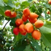 Sow Exotic Tropical Fruit & Spice Trees Peanut Butter Fruit (Bunchosia Argentea)