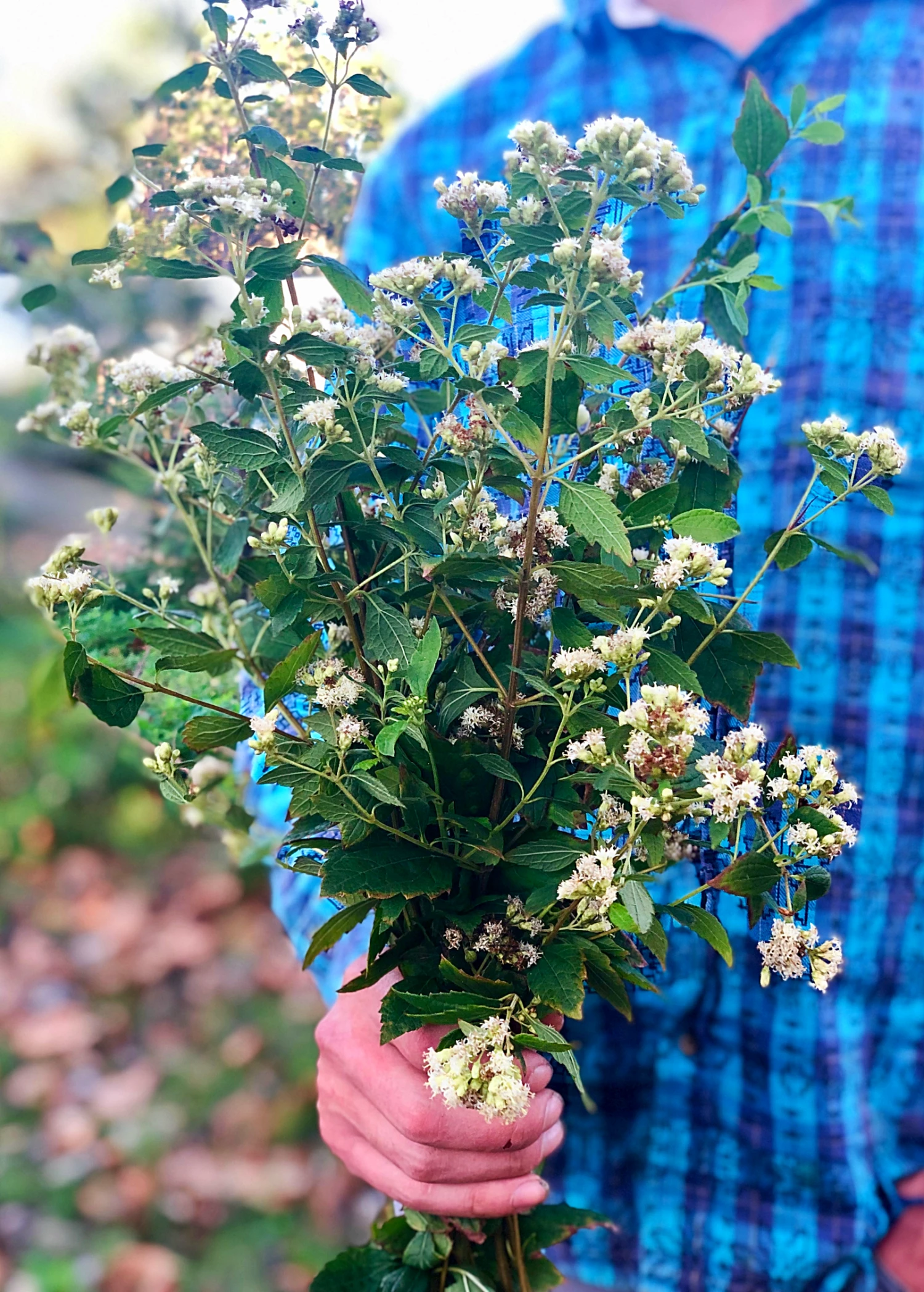 Sow Exotic Calea Dream Herb, Fresh New Arrivals 1 Sow Exotic Calea Dream Herb, Fresh New Arrivals