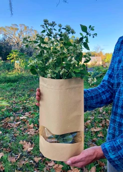 Sow Exotic Calea Dream Herb, Fresh New Arrivals 7 Sow Exotic Calea Dream Herb, Fresh New Arrivals