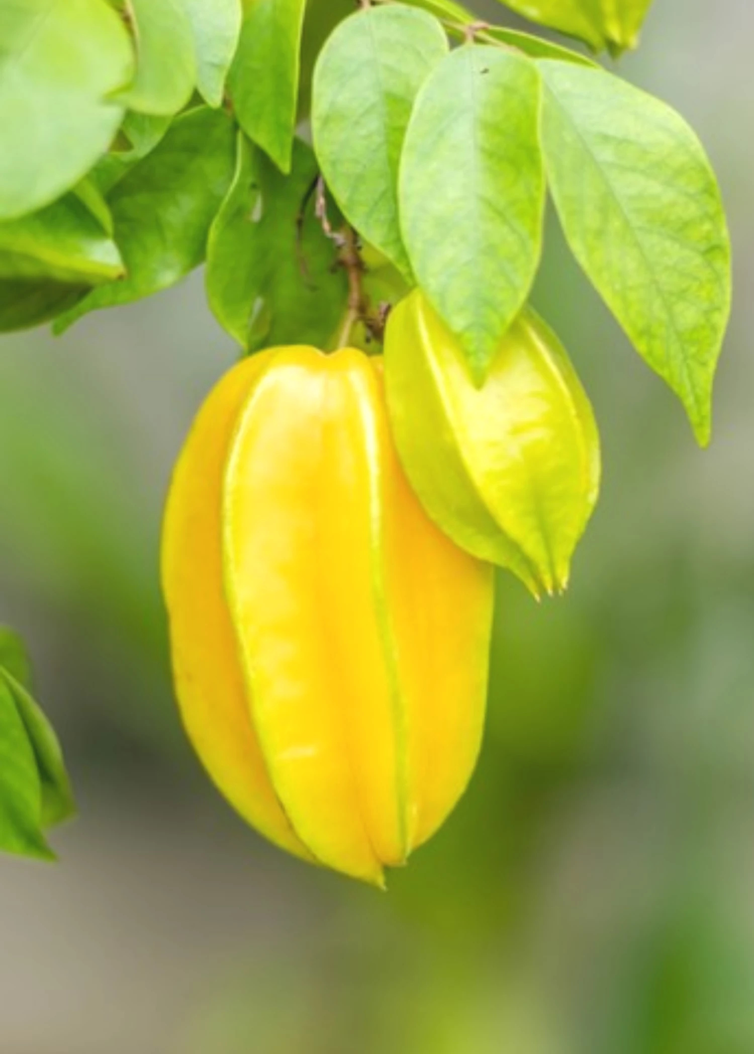 Sow Exotic Star Fruit 'Sri Kembangan' (Averrhoa Carambola) 2 Sow Exotic Star Fruit 'Sri Kembangan' (Averrhoa Carambola)