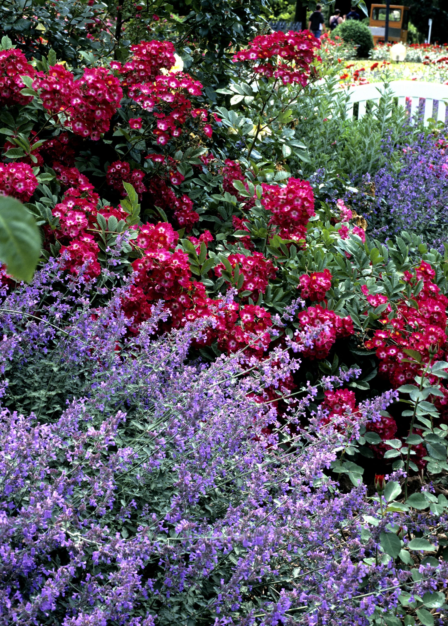 Sow Exotic Catnip (Nepeta Cataria) 1 Sow Exotic Catnip (Nepeta Cataria)