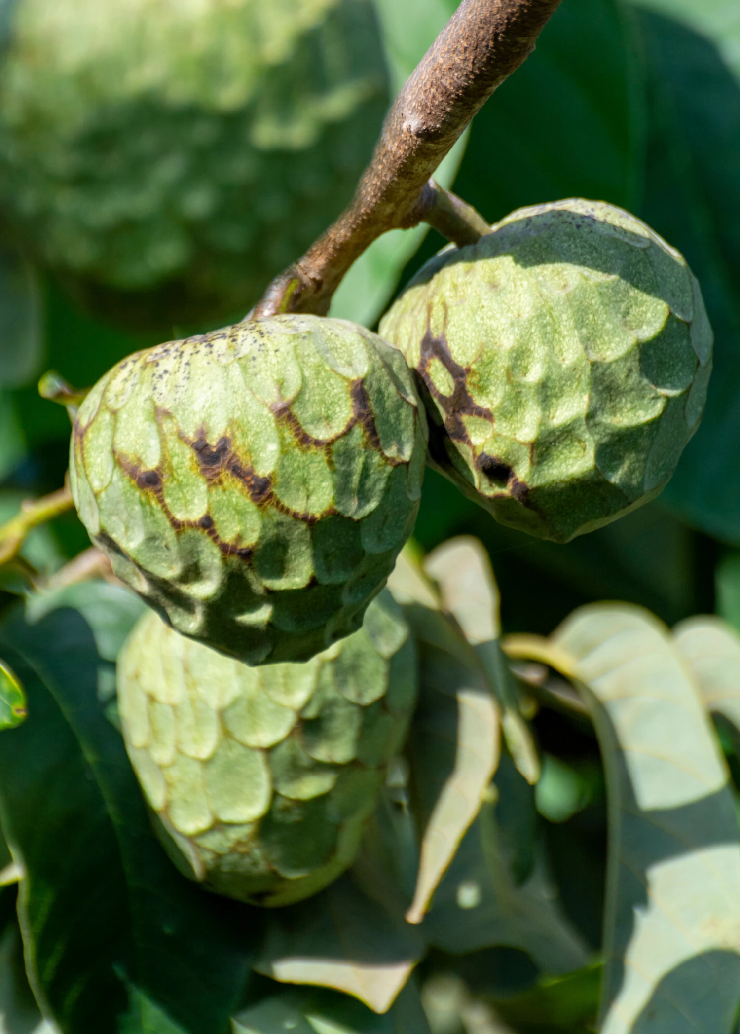 Sow Exotic Cherimoya (Annona Cherimola) Tropical Fruit & Spice Trees 2 Sow Exotic Cherimoya (Annona Cherimola) Tropical Fruit & Spice Trees