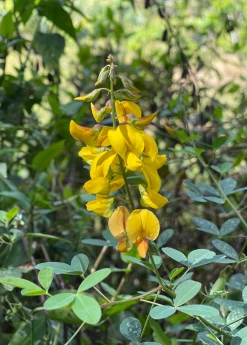 Sow Exotic Chipilín (Crotalaria Longirostrata) Medicinal & Culinary Herbs