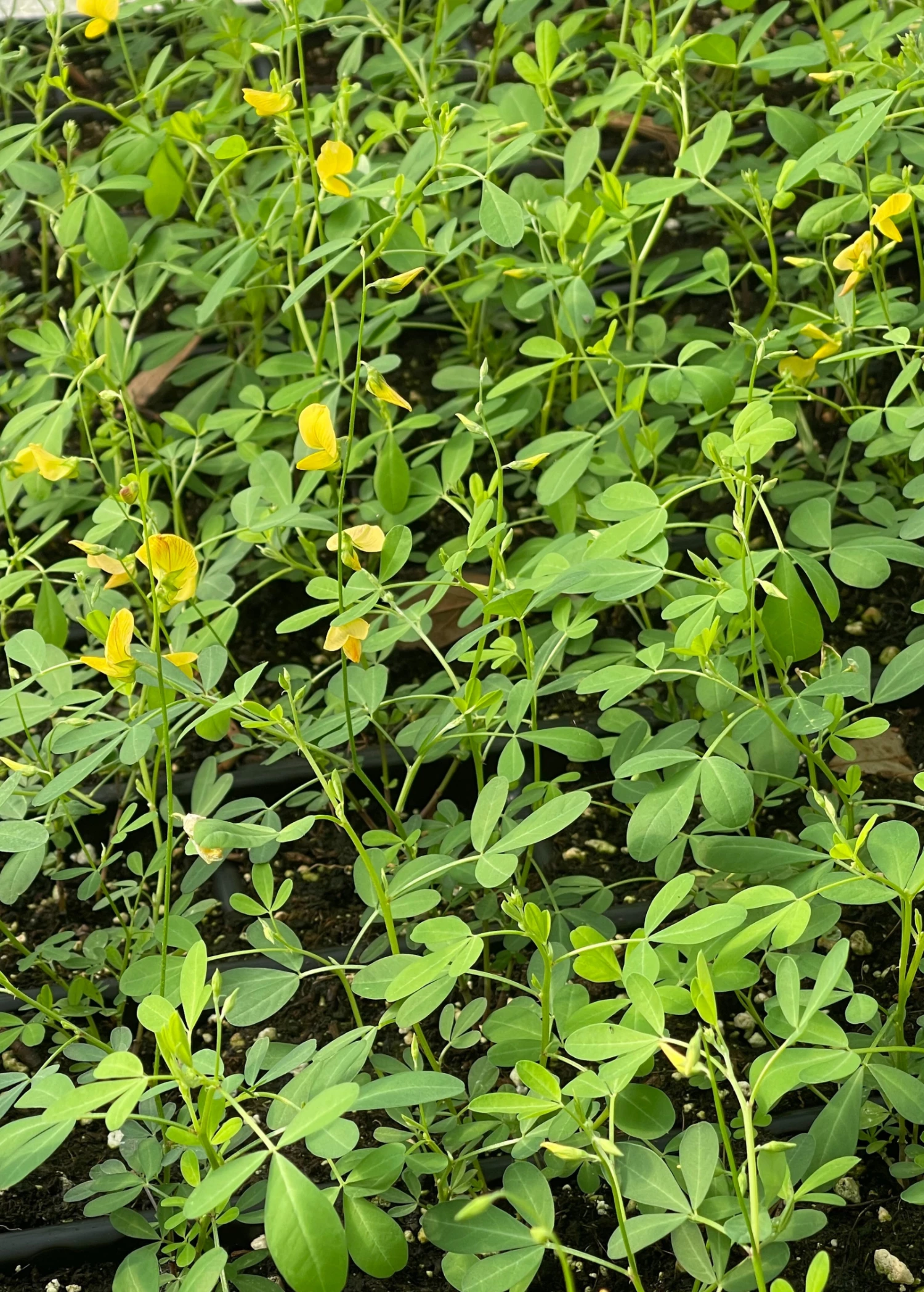Sow Exotic Chipilín (Crotalaria Longirostrata) Medicinal & Culinary Herbs 3 Sow Exotic Chipilín (Crotalaria Longirostrata) Medicinal & Culinary Herbs
