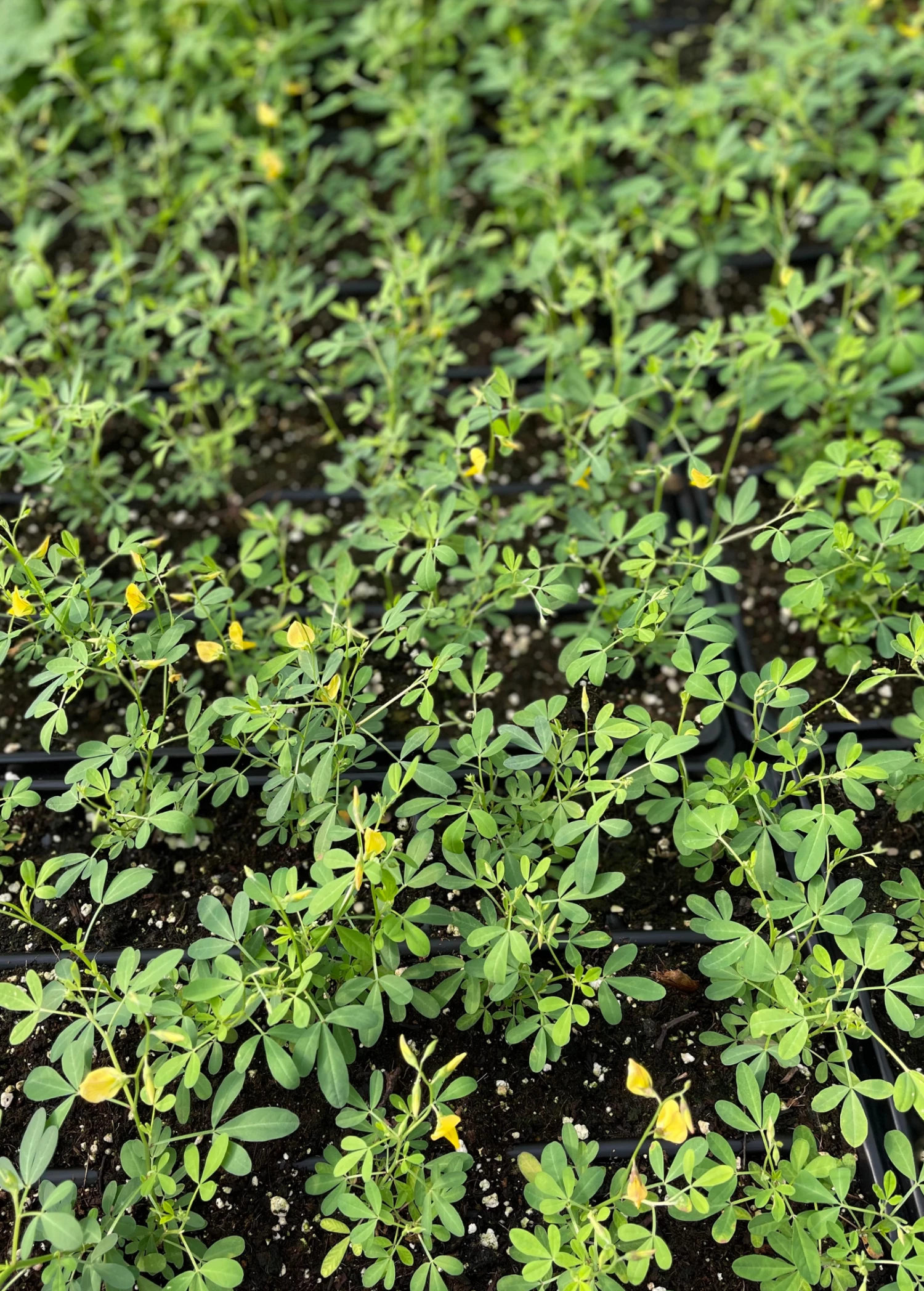 Sow Exotic Chipilín (Crotalaria Longirostrata) Medicinal & Culinary Herbs 4 Sow Exotic Chipilín (Crotalaria Longirostrata) Medicinal & Culinary Herbs