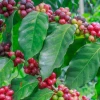 Sow Exotic Coffee (Coffea Liberica) Tropical Fruit & Spice Trees