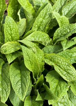 Sow Exotic Medicinal & Culinary Herbs Comfrey (Symphytum Uplandicum)