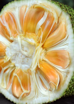 Sow Exotic Tropical Fruit & Spice Trees Jackfruit 'Crunchy' (Artocarpus Heterophyllus)