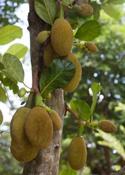 Sow Exotic Tropical Fruit & Spice Trees Jackfruit 'Crunchy' (Artocarpus Heterophyllus)