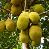 Sow Exotic Tropical Fruit & Spice Trees Jackfruit 'Crunchy' (Artocarpus Heterophyllus)